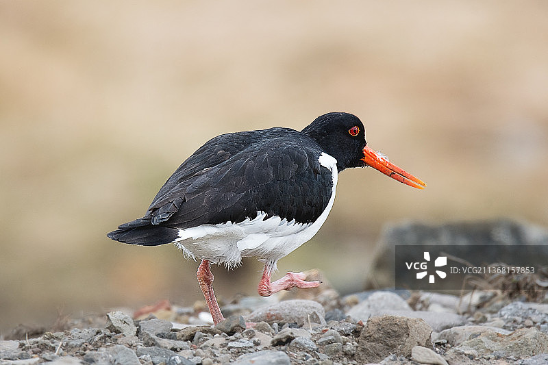 蛎鹬（Haematopus ostralegus），栖息在冰岛岩石上的蛎鹬特写图片素材