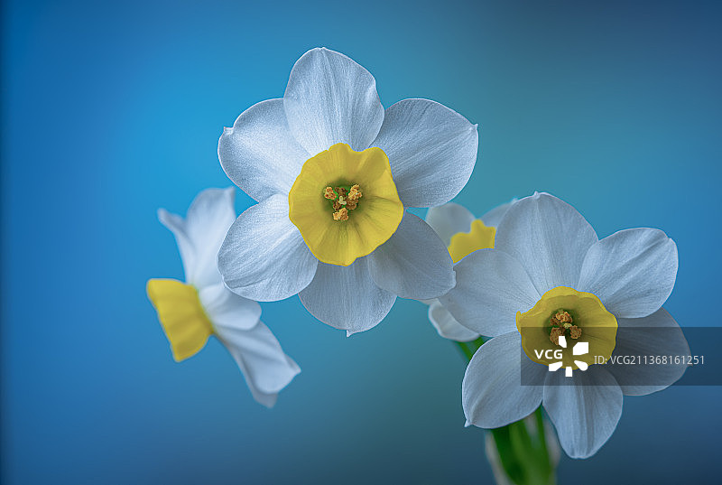 水仙花·2图片素材