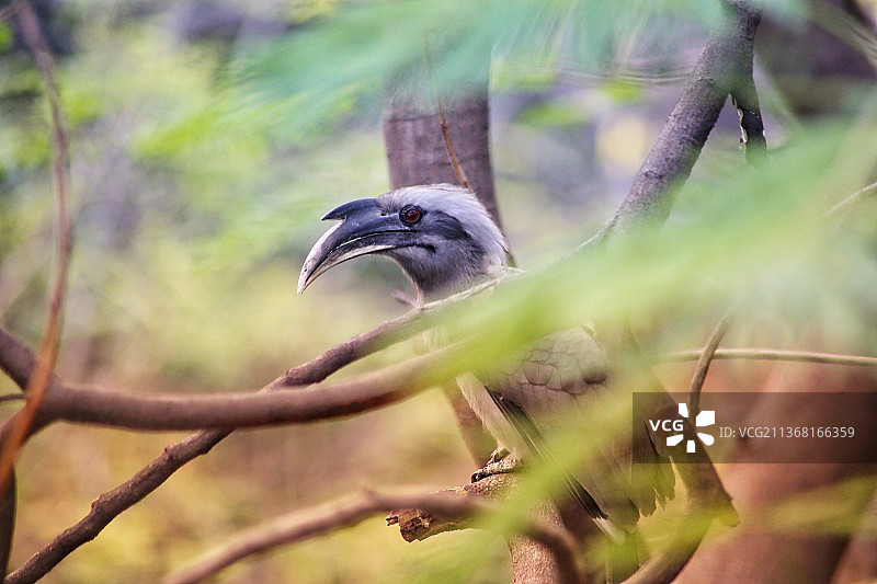 灰犀鸟：栖息在树枝上的犀鸟特写镜头图片素材