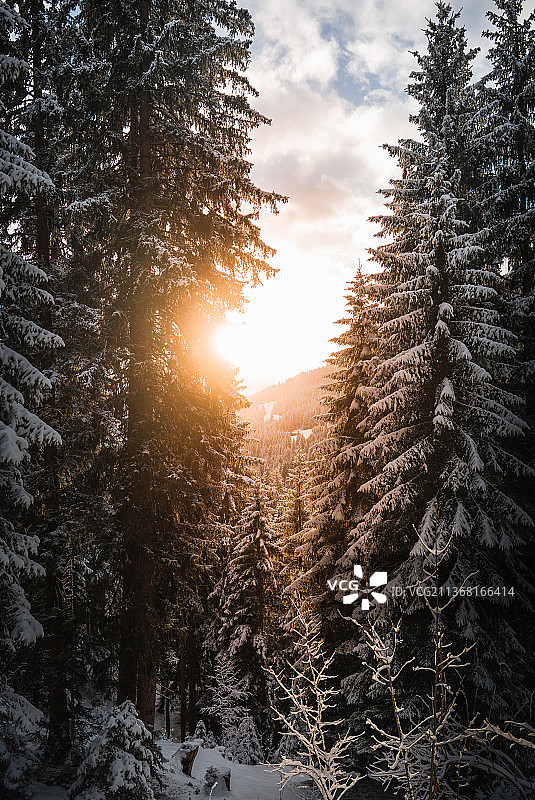 拉克斯雪地树木景观，瑞士图片素材