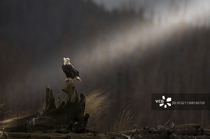 阿拉斯加半岛栖息在树枝上的秃鹰特写图片素材