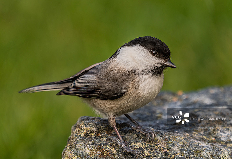 沼泽山雀：栖息在岩石上的山雀特写，挪威图片素材