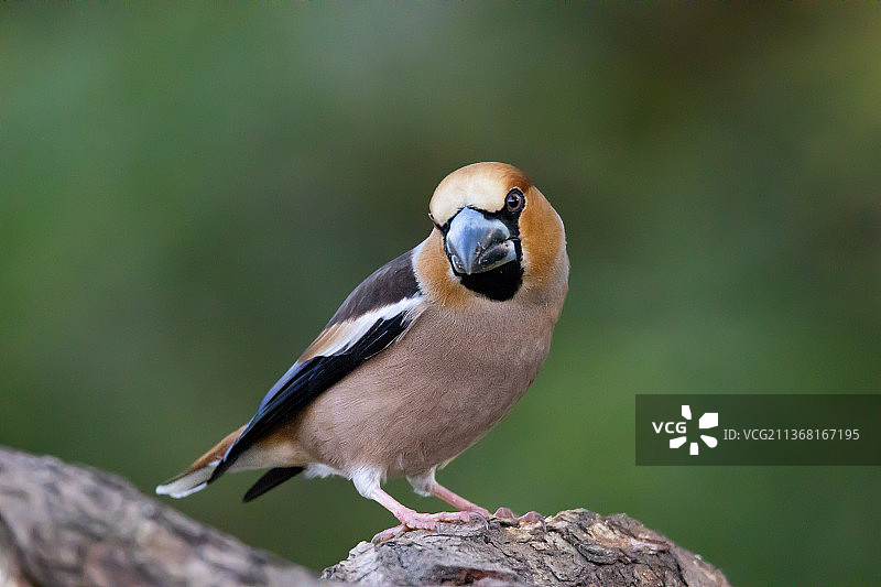 鸟鸣鸟栖息在树枝上的特写图片素材