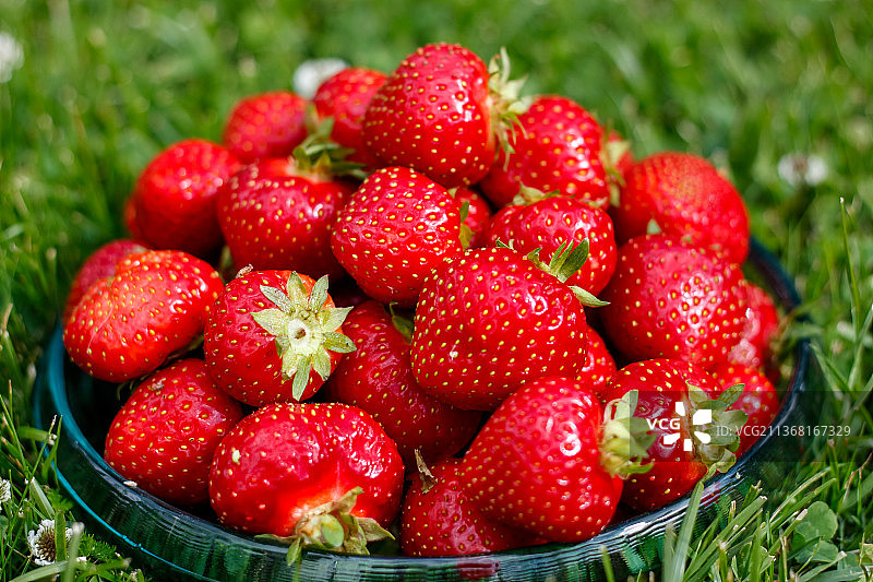 碗里的草莓，芬兰科特卡田野里碗里的草莓特写图片素材
