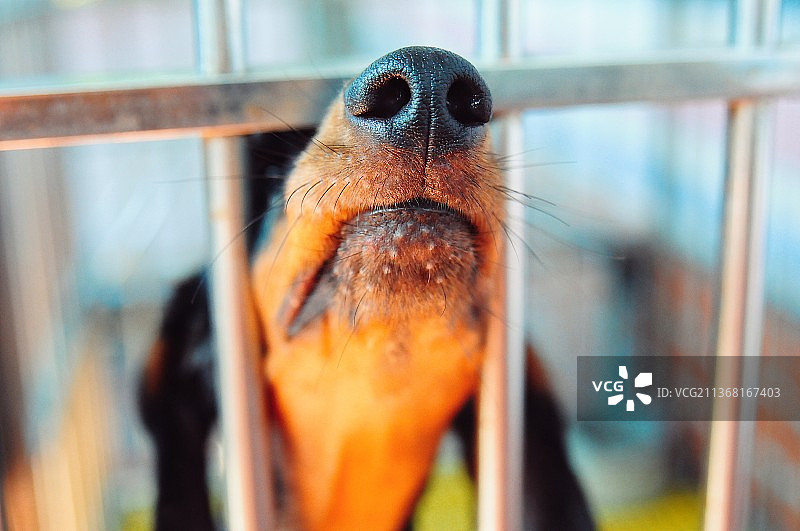 栅栏后腊肠犬的觅食时间特写图片素材