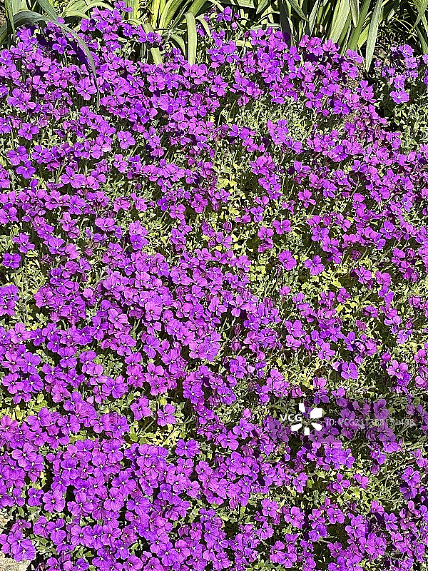 紫色开花植物全画幅照片图片素材