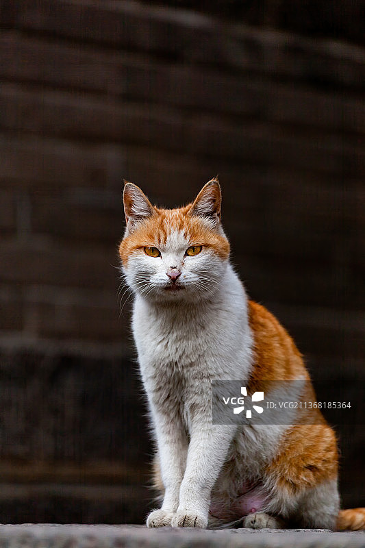 大同善化寺流浪猫图片素材