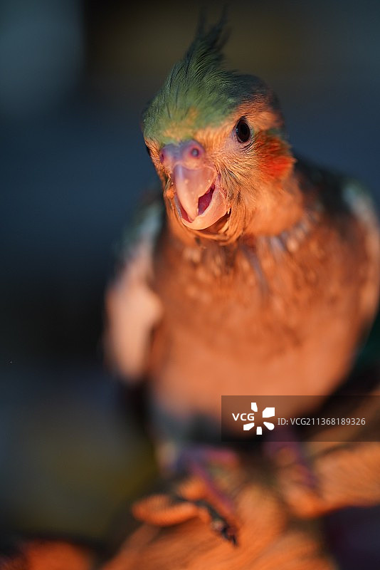 玄凤鹦鹉鸟类保护动物图片素材