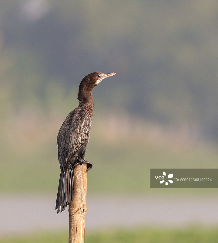 小鸬鹚栖息在木桩上的特写图片素材