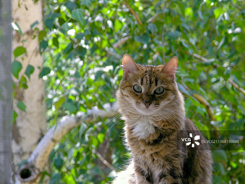 美丽少女瓦西丽莎与猫的肖像，俄罗斯植物背景图片素材