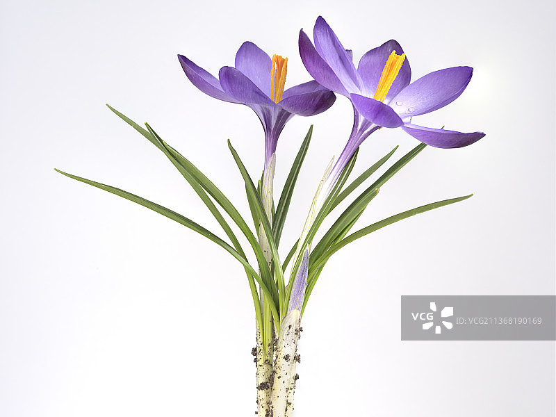 美国纽约罗切斯特：春日紫色番红花特写图片素材