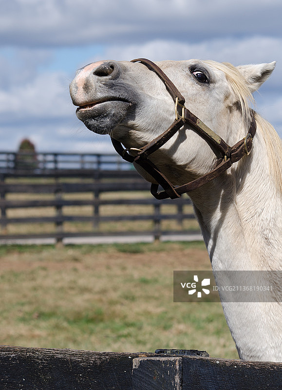 字母汤：小马与天空的近景，美国肯塔基州乔治敦图片素材