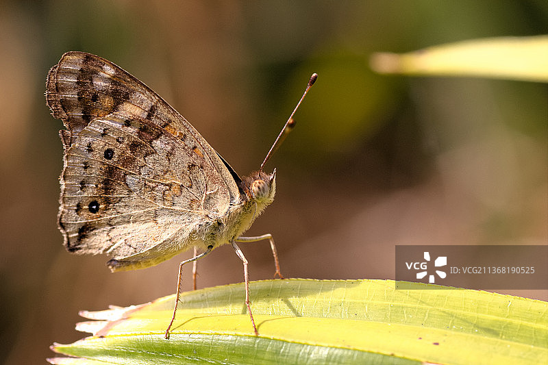 蝴蝶，新喀里多尼亚树叶上的蝴蝶特写图片素材