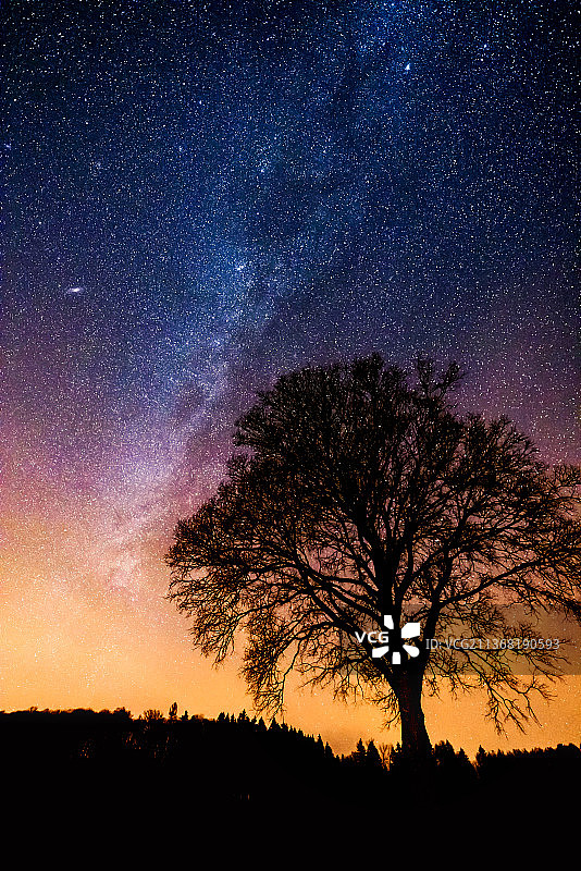 德国科特马：夜晚田野上的树木剪影图片素材