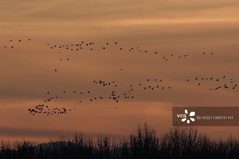 加拿大雁傍晚归巢图片素材
