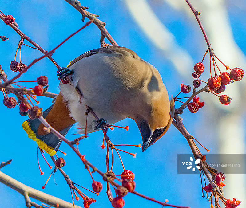 太平鸟，低角度观察栖息在树上的太平鸟，俄罗斯车里雅宾斯克州科佩伊斯克图片素材