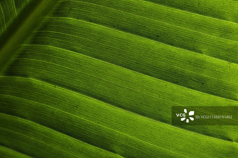 美国加利福尼亚圣巴巴拉绿叶全画幅图片素材