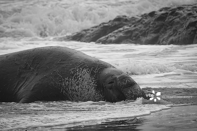 休闲的象海豹图片素材
