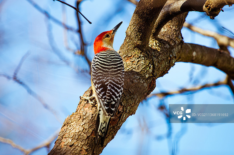 栖息在树上的啄木鸟图片素材