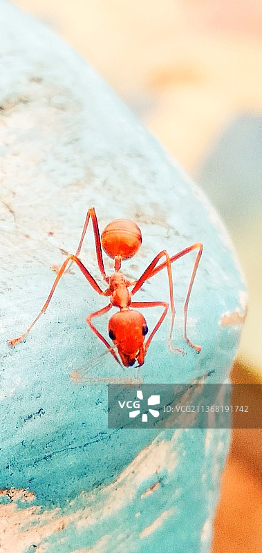 红火蚁特写，菲律宾图片素材