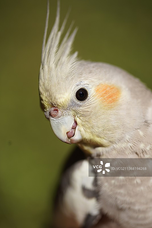 玄凤鹦鹉鸟类图片素材