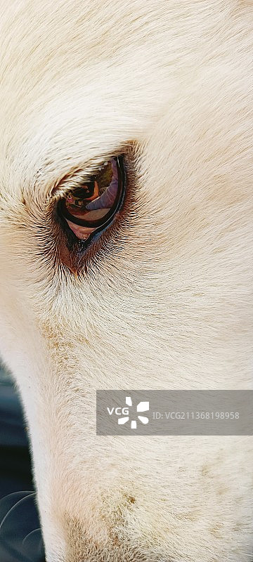 狗的眼睛特写图片素材