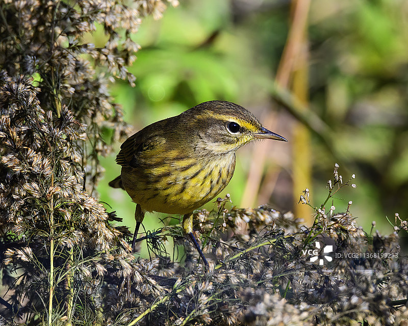 棕榈莺，位于佐治亚州福赛斯县查塔胡奇河附近，十月图片素材