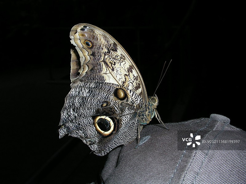 黑色背景上蝴蝶的特写图片素材