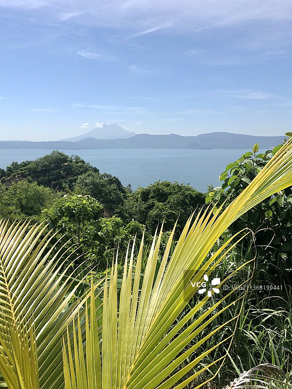 萨尔瓦多棕榈树风景图片素材