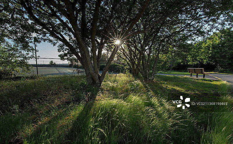 华盛顿州西雅图的树林日落图片素材