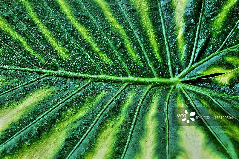 棕榈叶全画幅照片图片素材