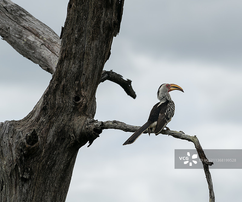 南方黄嘴犀鸟：鸟类栖息于树上，低角度拍摄，位于南非林波波省克鲁格国家公园图片素材