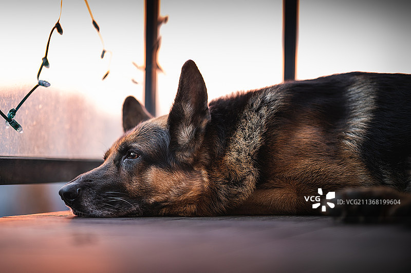 清晨休息的纯种犬特写图片素材