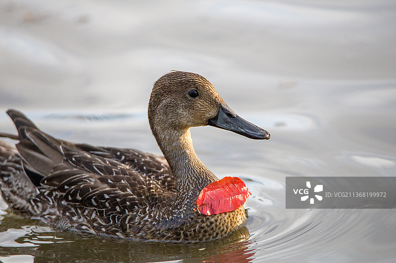 东部斑嘴鸭：湖中海鸭特写图片素材