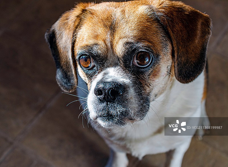 哈巴狗特写图片素材