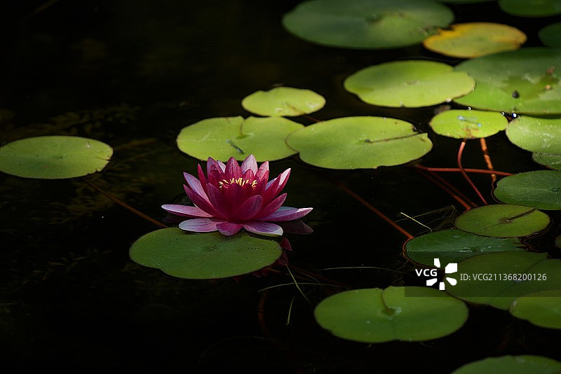 湖上荷花睡莲的特写图片素材