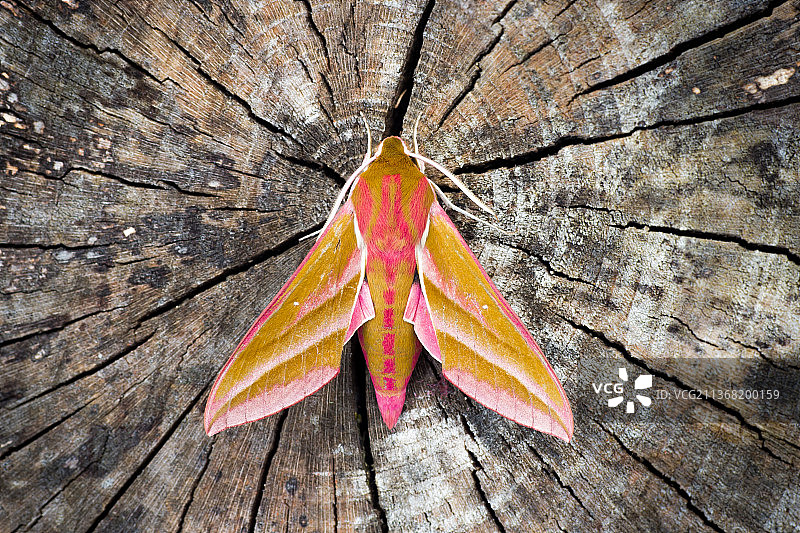 天蛾，树干上枫叶的特写，恩尼斯基林，英国图片素材