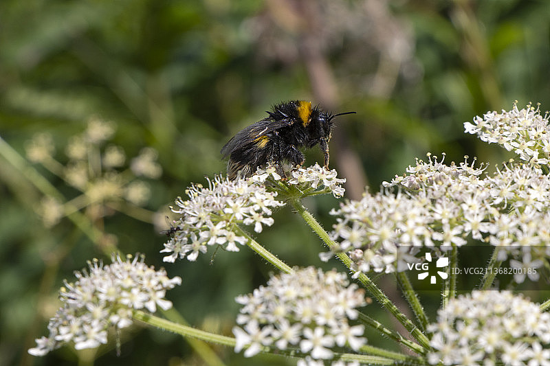 英国夏日：熊蜂与白色野花特写图片素材