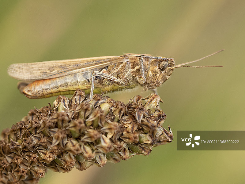 英国奥西特植物上的昆虫蚱蜢特写图片素材