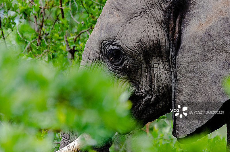 非洲象特写，克鲁格国家公园，南非图片素材