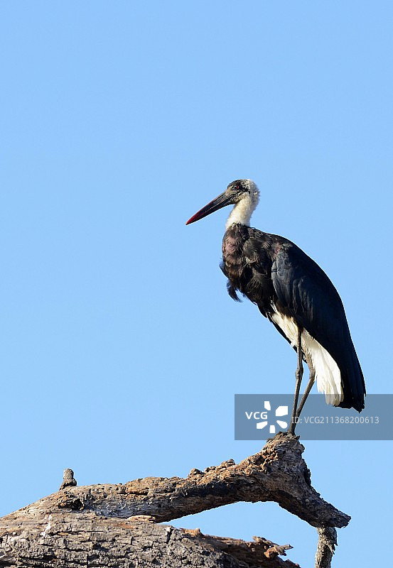 南非马鲁伦格，鹳鸟栖息在树枝上的仰视角度图片素材