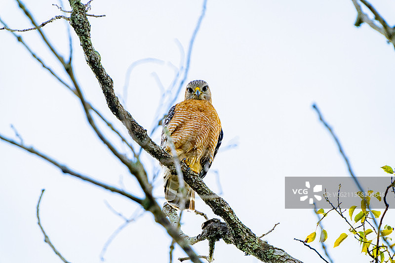 雅芳农场红肩鹰，低角度观赏栖息在树枝上的猛禽，坦帕，佛罗里达州，美国图片素材