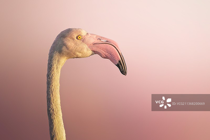 火烈鸟特写，背景是天空，伊朗霍尔木兹甘省基什岛图片素材