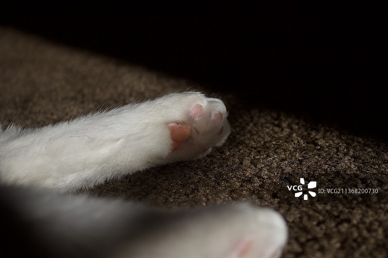 特写的猫图片素材