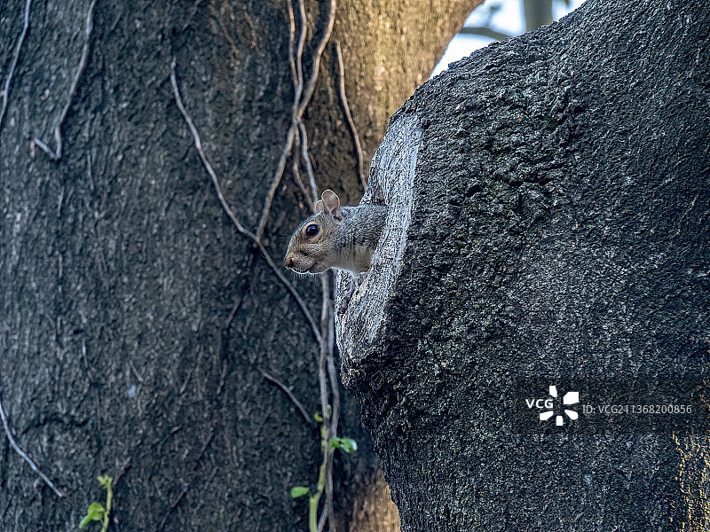 树干上灰松鼠的特写，美国卡尔舒尔茨公园图片素材