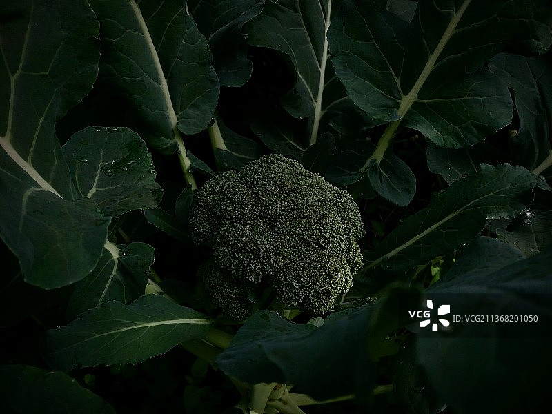 西兰花蔬菜，西兰花植物特写图片素材