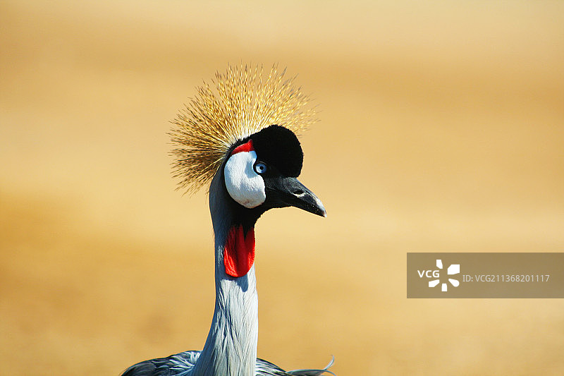 戴冕鹤，非洲冕鹤，大鸟图片素材