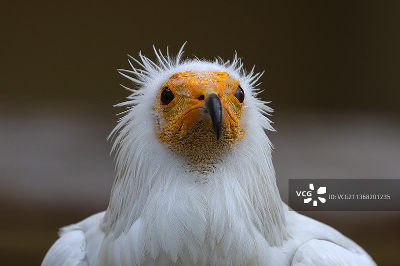 埃及秃鹫特写，法兰克福，德国图片素材