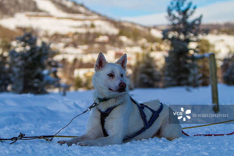 雪地里西伯利亚哈士奇雪橇的特写，挪威布斯克吕图片素材