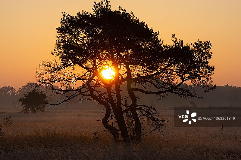 日落时分天空下田野中树木的轮廓图片素材
